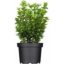 Tüplü Şimşir (Buxus Sempervirens) Fidanı 30-40 cm