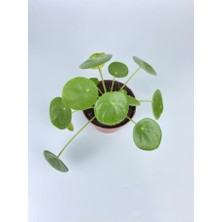 Çin Para Çiçeği Ev Salon Çiçeği Pilea Çiçeği Peperomioides