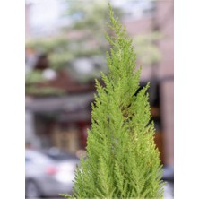 Limon Çamı/servi 1 Adet Saksılı/tüplü 30-60 cm Dış Mekan Bitkisi (Cupressus Macrocarpa)