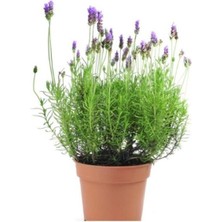 Lavanta Çiçeği 15-25 cm Kokulu Aromatik Bitkisi Balkon Bitkisi