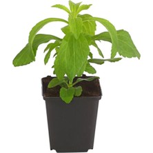 Tohumcumm Stevia Şeker Otu Tohumu 10 Adet Tohum + Saksı Toprak Şekerotu