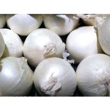 Tohumcumm 100 Adet Tohum Orjinal Tatlı Beyaz Soğan Tohumu