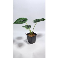 Plant Momzie Alocasia Baginda Dragon Scale