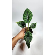 Plant Momzie Alocasia Baginda Dragon Scale