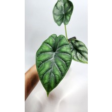 Plant Momzie Alocasia Baginda Dragon Scale