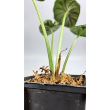 Plant Momzie Alocasia Baginda Dragon Scale