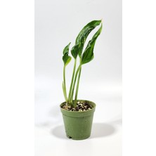 Plant Momzie Epipremnum Aureum Shangri-La (Godzilla) 5,5 cm