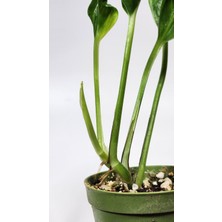 Plant Momzie Epipremnum Aureum Shangri-La (Godzilla) 5,5 cm