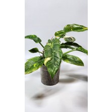 Plant Momzie Philodendron Ring Of Fire