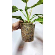 Plant Momzie Philodendron Ring Of Fire