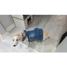 Empati Küçük Irk Köpek Için Jean Elbise