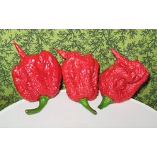 Murat Tohumculuk Murattohumculuk Dünyanın En Acı Biberi Tohumu (Carolina Reaper) 5 Adet Tohum