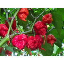 Murat Tohumculuk Murattohumculuk Dünyanın En Acı Biberi Tohumu (Carolina Reaper) 5 Adet Tohum