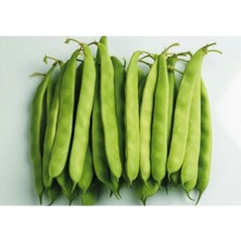 Tohumcumm Bodur Sarıkız Fasulye Tohumu 15 Adet Tohum