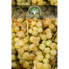 Kaplıca Fidancılık 3 Adet - Açık Kök Şirelik Üzüm Asma Fidanı 2 Yaş