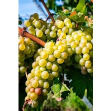 Kaplıca Fidancılık 4 Adet - Açık Kök Şirelik Üzüm Asma Fidanı 2 Yaş