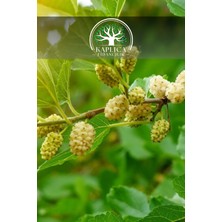 Kaplıca Fidancılık 3 Adet - Aşılı Beyaz Dut Fidanı 3 Yaş