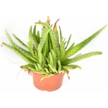 Bitkim Sende  Bol Yavrulu Aloe Vera Çiçeği Bitkisi (Cilt Için Uygun) Sırrısabır Bitkisi