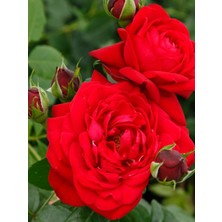 Bitkim Sende Kırmızı Renk Yediveren 1 Adet Saksılı 30-60Cm Red Rose