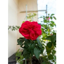 Bitkim Sende Kırmızı Renk Yediveren 1 Adet Saksılı 30-60Cm Red Rose