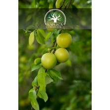 Kaplıca Fidancılık 3 Adet - Aşılı Yeşil Erik Fidanı 3 Yaş