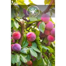 Kaplıca Fidancılık 6 Adet - Aşılı Kırmızı Erik Fidanı 3 Yaş