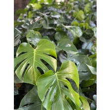 Bitkim Sende Deve Tabanı Bitkisi- Monstera Deliciosa-Ithal 40-50 cm