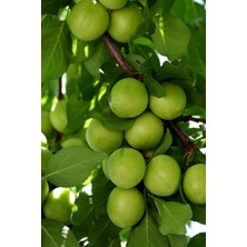 Kaplıca Fidancılık 5 Adet - Aşılı Yeşil Erik Fidanı 3 Yaş