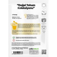 Patika Botanik 20 Adet Lif Kabağı Tohumu Kabak Tohumu