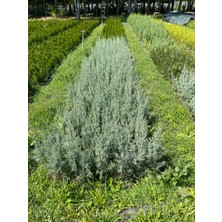 İnci Fidanlığı Aşılı Mavi Servi (40-50cm) (2'li)