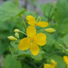 e-fidancim Tüplü Kırlangıç Otu Fidanı(Küçük Boy)