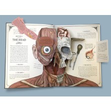 The Human Body: A Pop-Up Guide to Anatomy