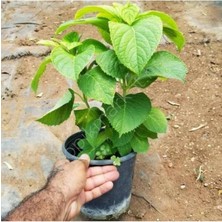 Hydrangea Macrophylla Pembe Ortanca Fidanı Fidesi 10-20 cm