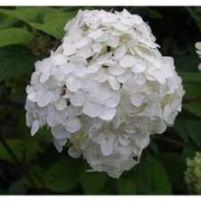 Ortanca Fidanı Hydrangea Macrophylla , Beyaz 10-20 cm