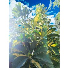 Tüplü Şeflera Çiçeği (Schefflera) 40/50 cm