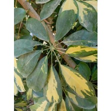 Tüplü Şeflera Çiçeği (Schefflera) 40/50 cm