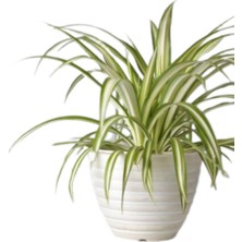 Bitkim Sende Kurdele Çiçeği (Chlorophytum)