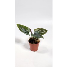 Plant Momzie Syngonium Erythrophyllum Red Arrow