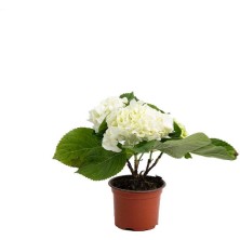 Beyaz Ortanca Çiçeği Saksılı 10-20 cm