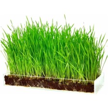 Buğday Çimi 1500+ Adet Tohum Saksı + Toprak