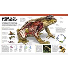 Knowledge Encyclopedia Animal - Dorling Kindersley