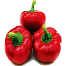 Tatlı Pimento Biber Tohumu