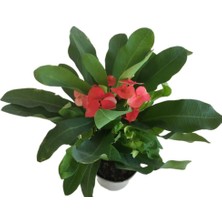 Eforbia Milli (Dikenler Tacı Çiçeği) Kırmızı Renk