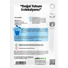 Toros Sediri Ağaç Tohumu