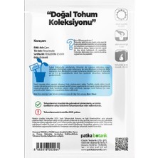 Karaçam Ağaç Tohumu