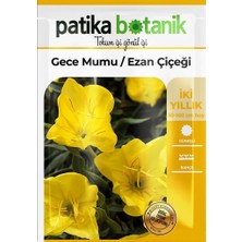 100 Adet Ezan Çiçeği (Oenothera) Çiçek Tohumu