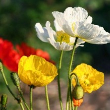 Tohum Evi Gelincik Çiçeği Tohumu - Papaver Rhoeas