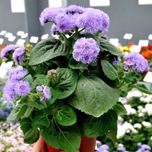 Tohumevi Mavi Vapur Dumani Çiçeği Tohumu - Ageratum Houstonianum (100+ tohum)