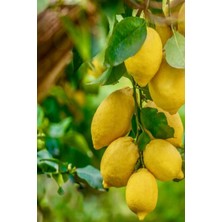 Kaplıca Fidancılık Tüplü Yediveren Aşılı Limon Ağacı Fidanı 3 Yaş