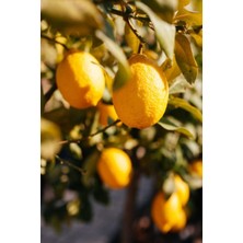 Kaplıca Fidancılık Tüplü Yediveren Aşılı Limon Ağacı Fidanı 3 Yaş